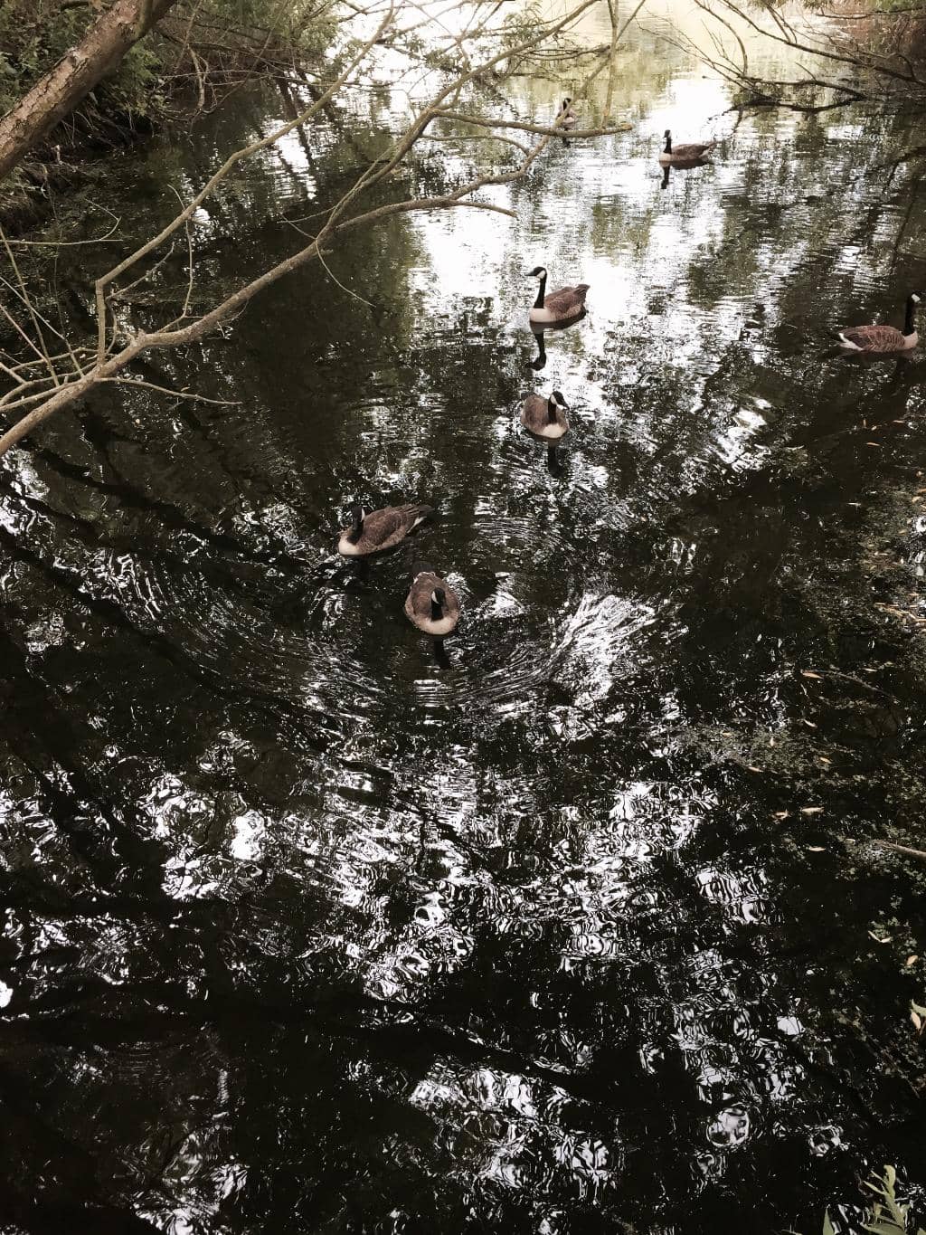 Tranquil Lakes