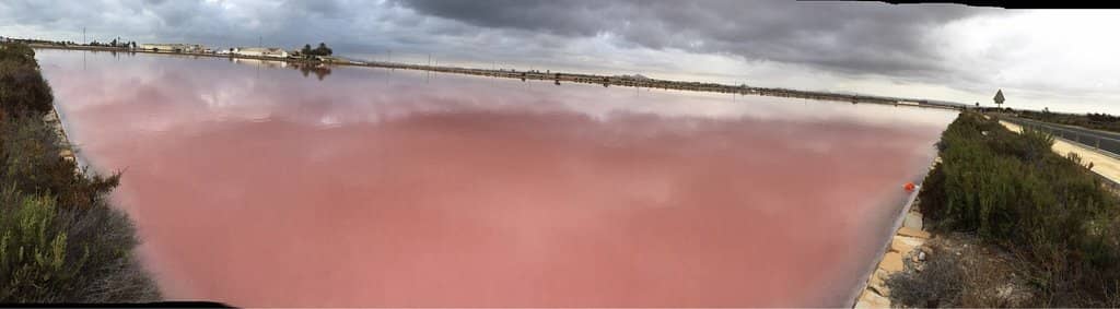 Flamingo Spotting