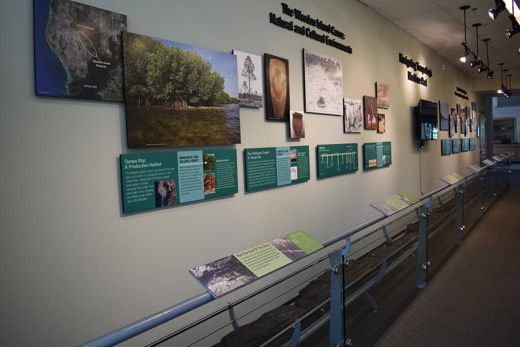 Mangrove Tunnels