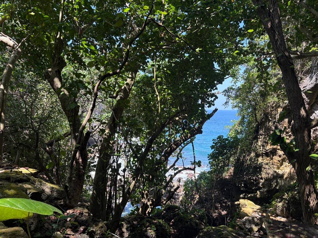 The Jungle Path