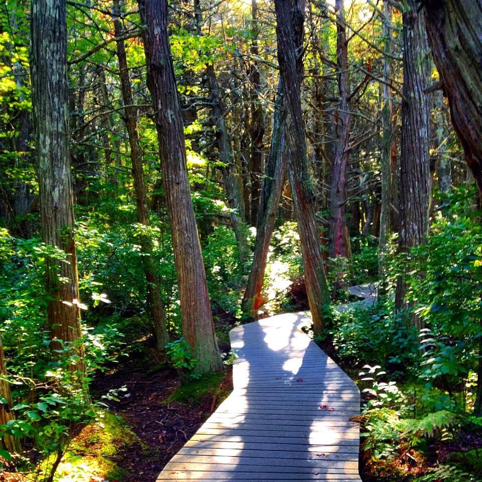 Swamp trail