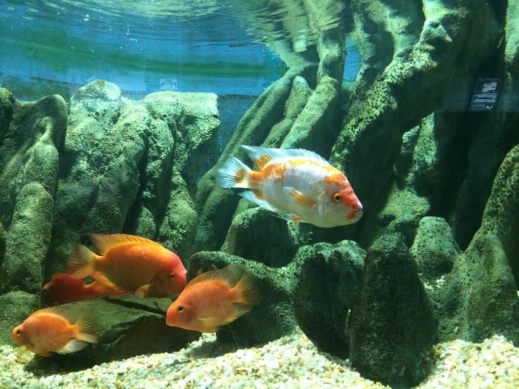 Thessaloniki Zoo