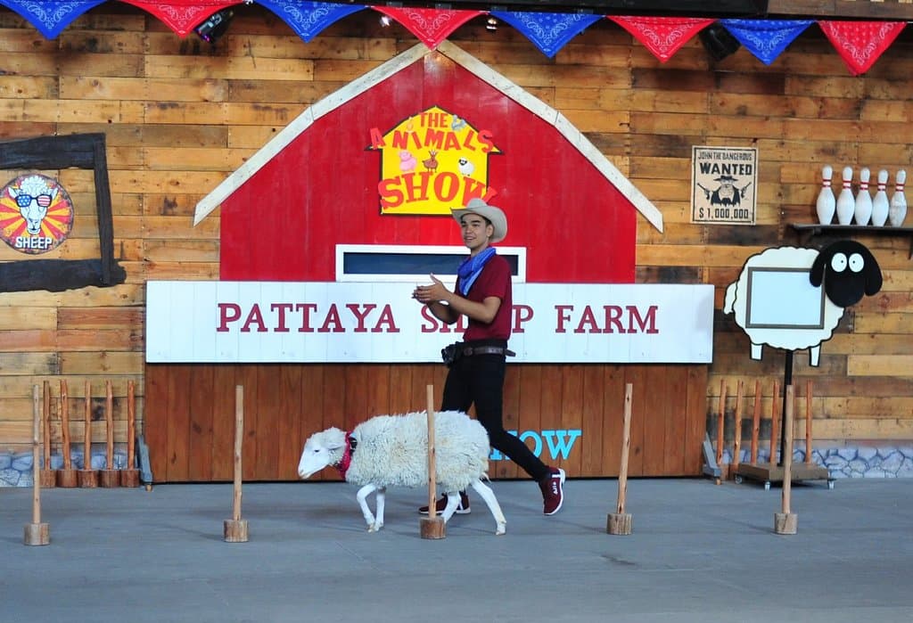 sheep show