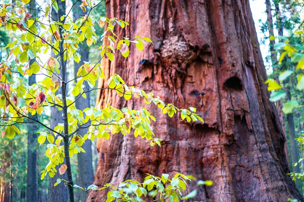 The trees can grow in excess of 30 feet near the ground. 