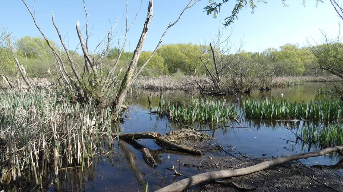 Duck Feeding Spots