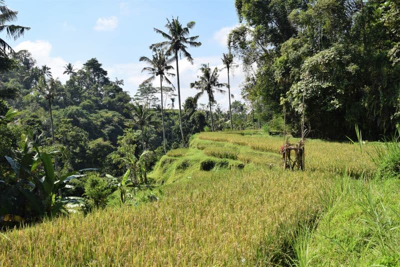 Sebatu Village Bali - Image 1