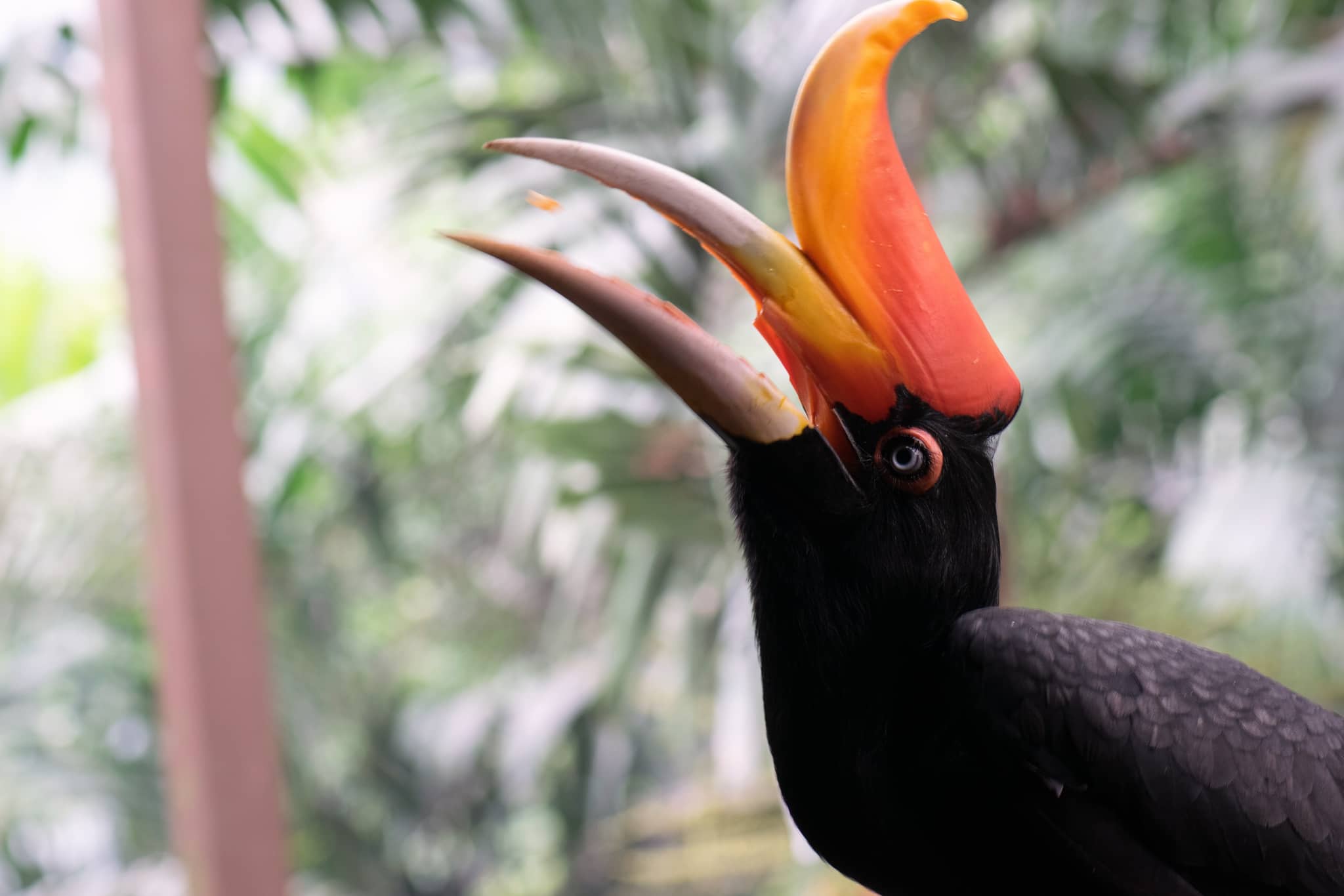 Birds Show