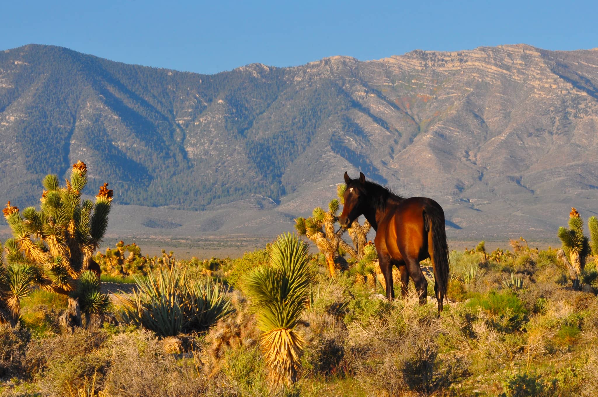 Wild Horse & Burro Spotting