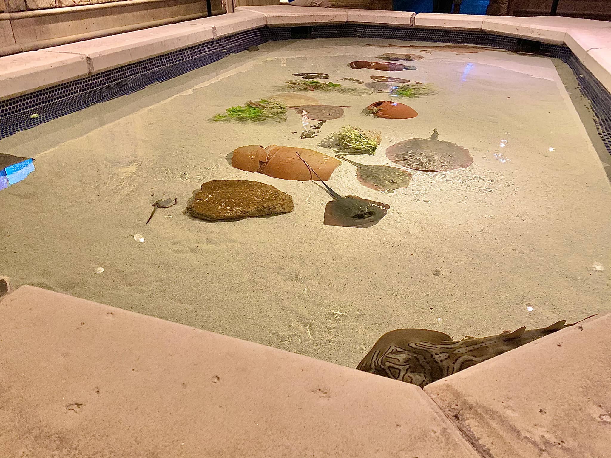Touch Pool