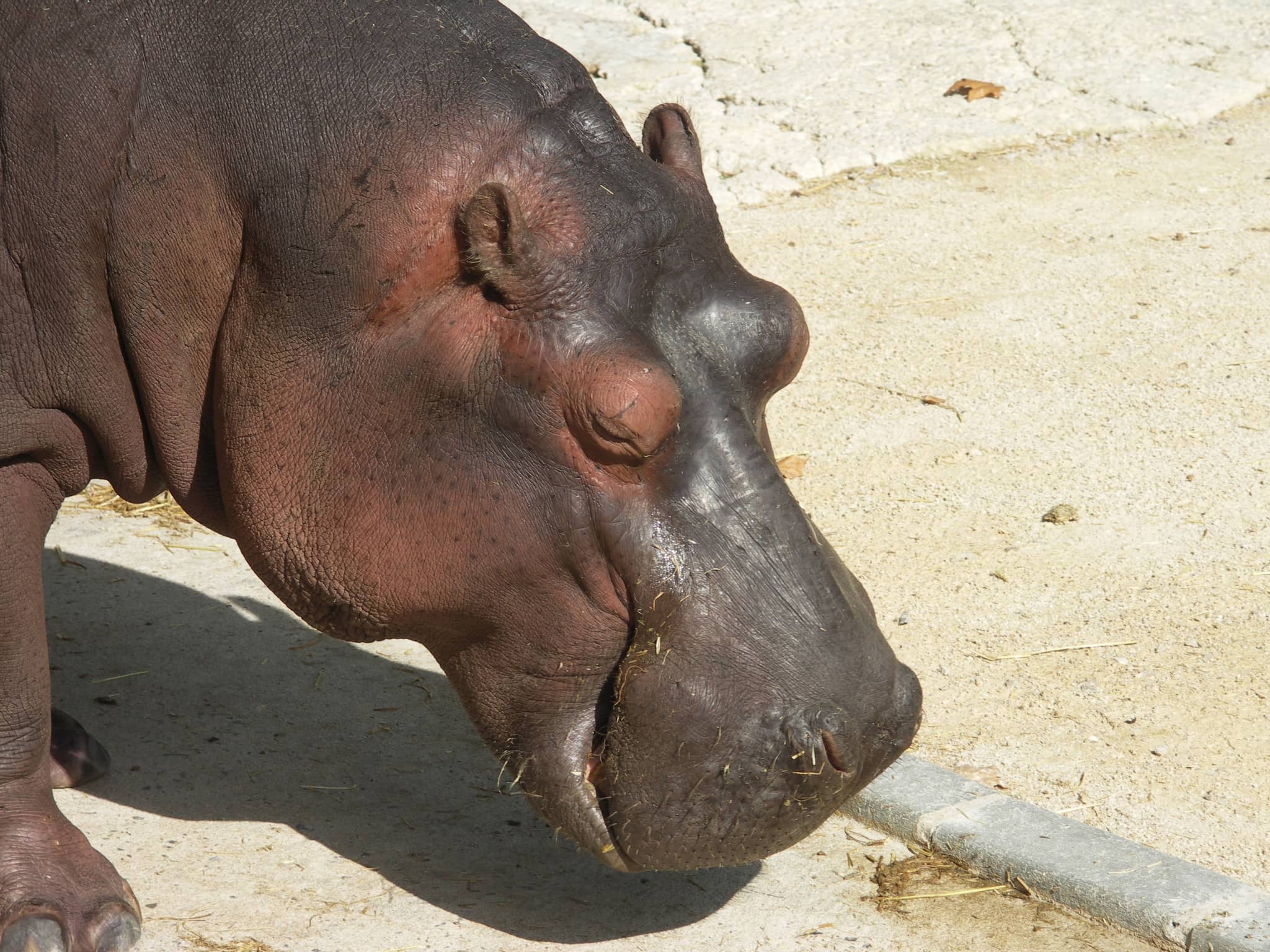 Diverse Animal Encounters