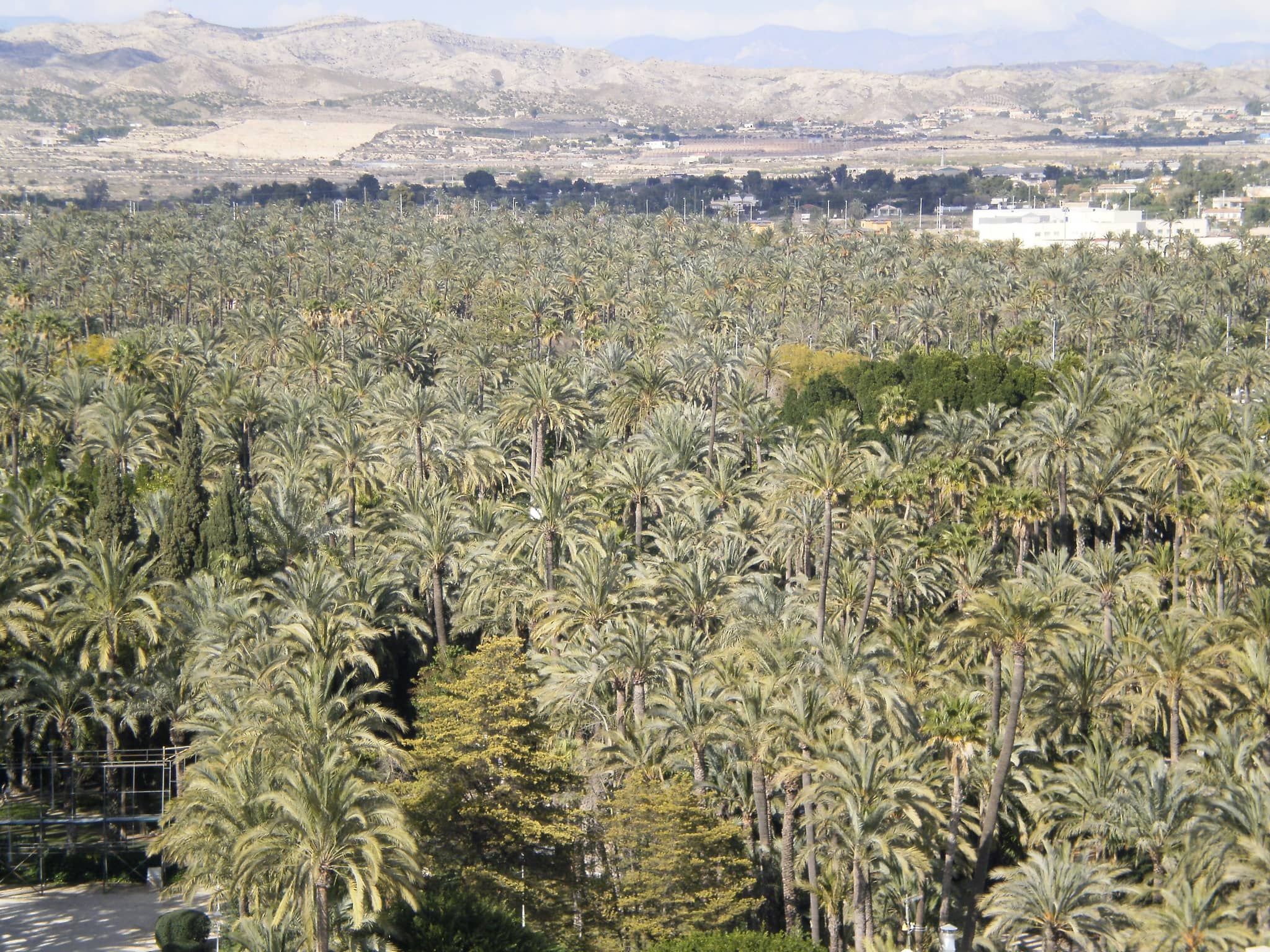 Palm Grove Vista