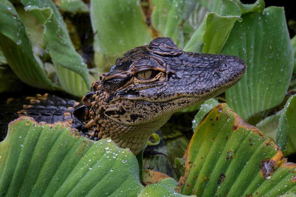 Wildlife Encounters