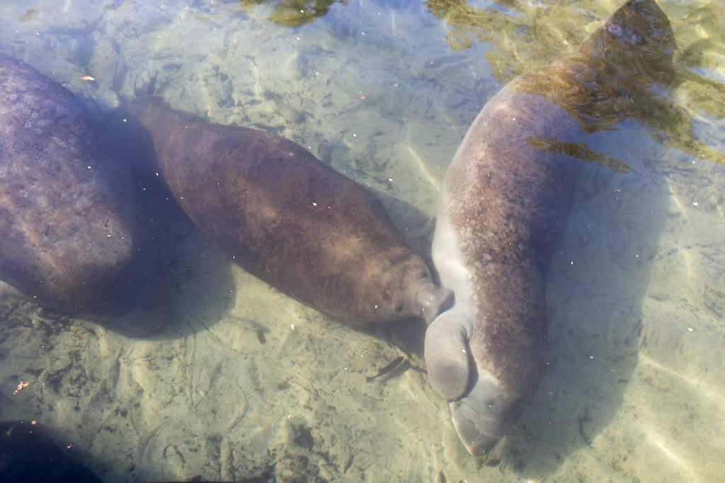 Manatee Sightings