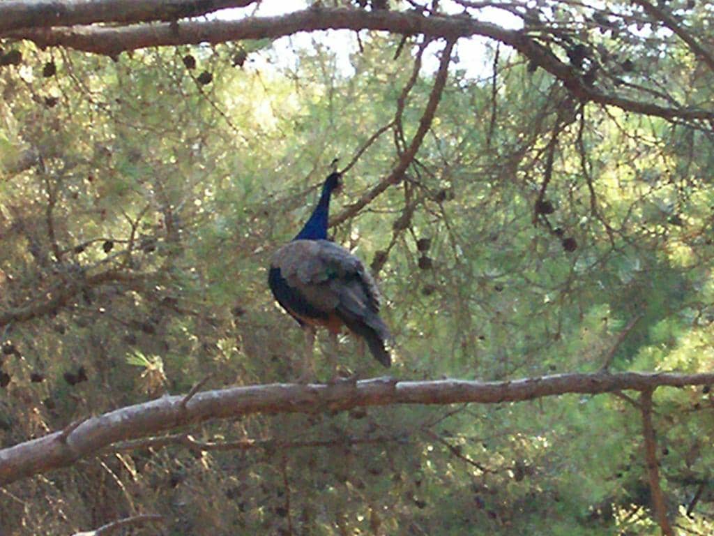 Majestic Peacocks